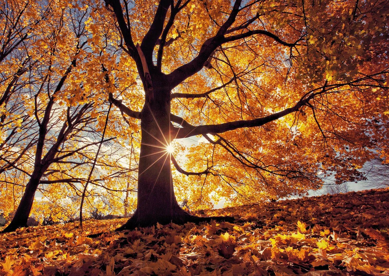 Automne